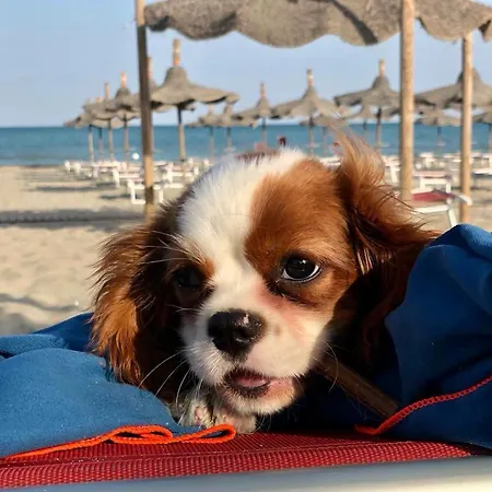 Casa Elegio - Blue Village 2 * マリーナ・ディ・ピスティッチ